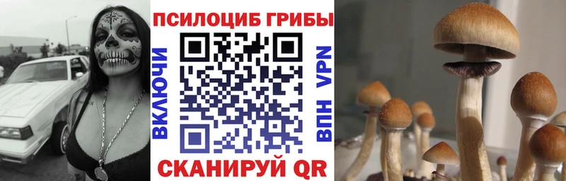 Псилоцибиновые грибы Psilocybe Печора